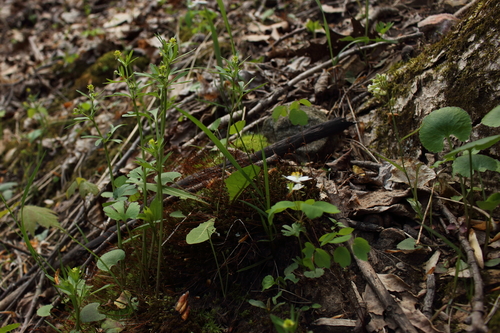 Image of Ranunculus allegheniensis by (c) Daniel McClosky, some rights reserved (CC BY)