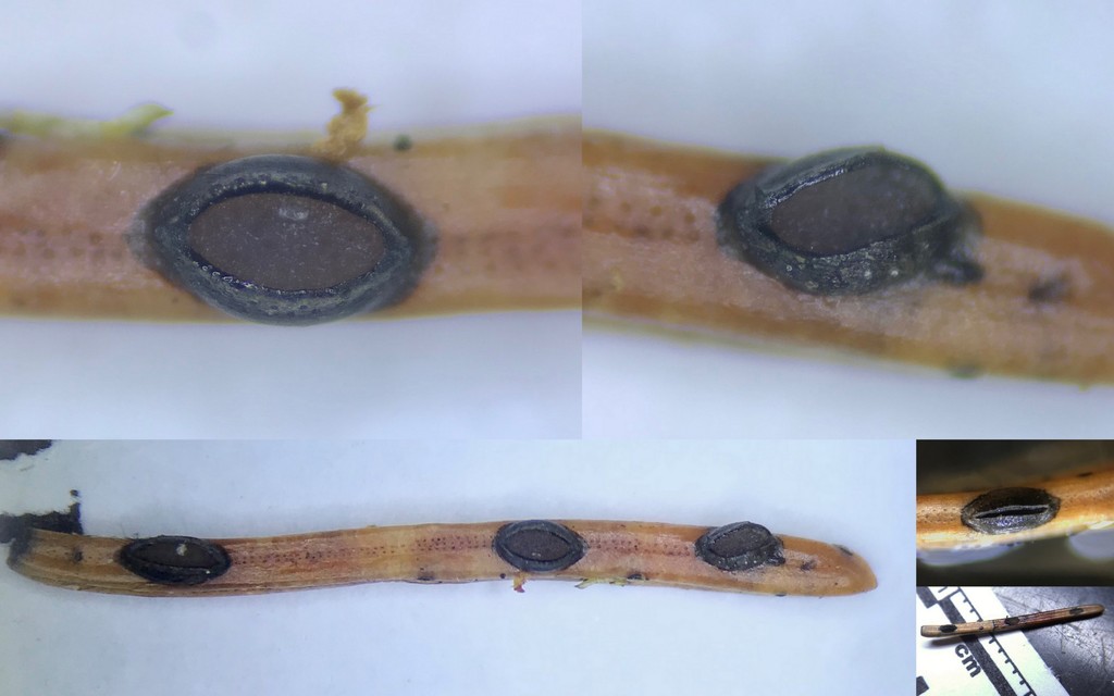 Lophodermium piceae