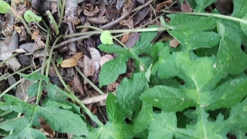 Dorstenia drakena