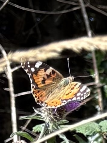 Painted Lady