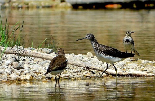 Common Sandpiper