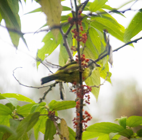 Lophozosterops javanicus observed 2026-05-16