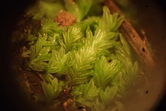 Fissidens crispus
