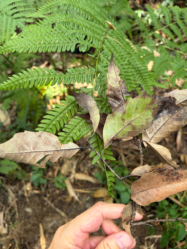 Castanopsis formosana, photograph 4