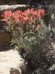 Castilleja chromosa