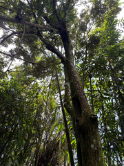 (c) 呂一起(Lyu yi-chi), some rights reserved (CC BY) Castanopsis formosana, photograph (c) 呂一起(Lyu yi-chi), some rights reserved (CC BY)