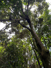 (c) 呂一起(Lyu yi-chi), some rights reserved (CC BY) Castanopsis formosana, photograph (c) 呂一起(Lyu yi-chi), some rights reserved (CC BY)