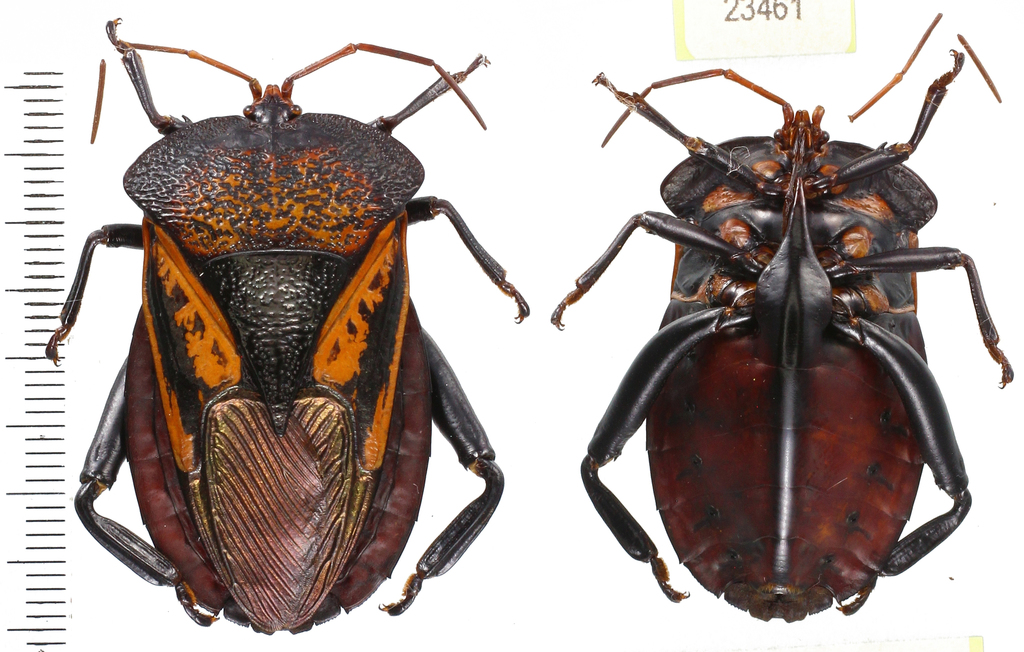 Oncomeris chrysoptera