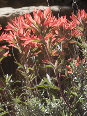 Castilleja chromosa