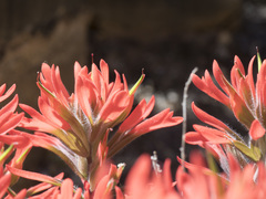 Castilleja chromosa