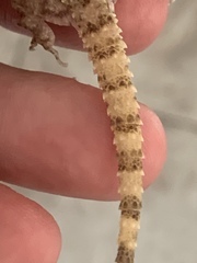 Cyrtopodion scabrum
