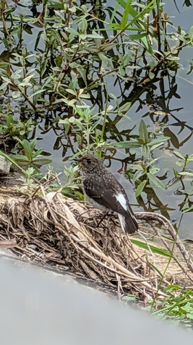 Plumbeous Water Redstart