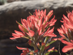 Castilleja chromosa