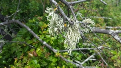 Ramalina leptocarpha