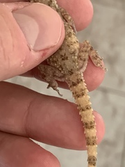 Cyrtopodion scabrum