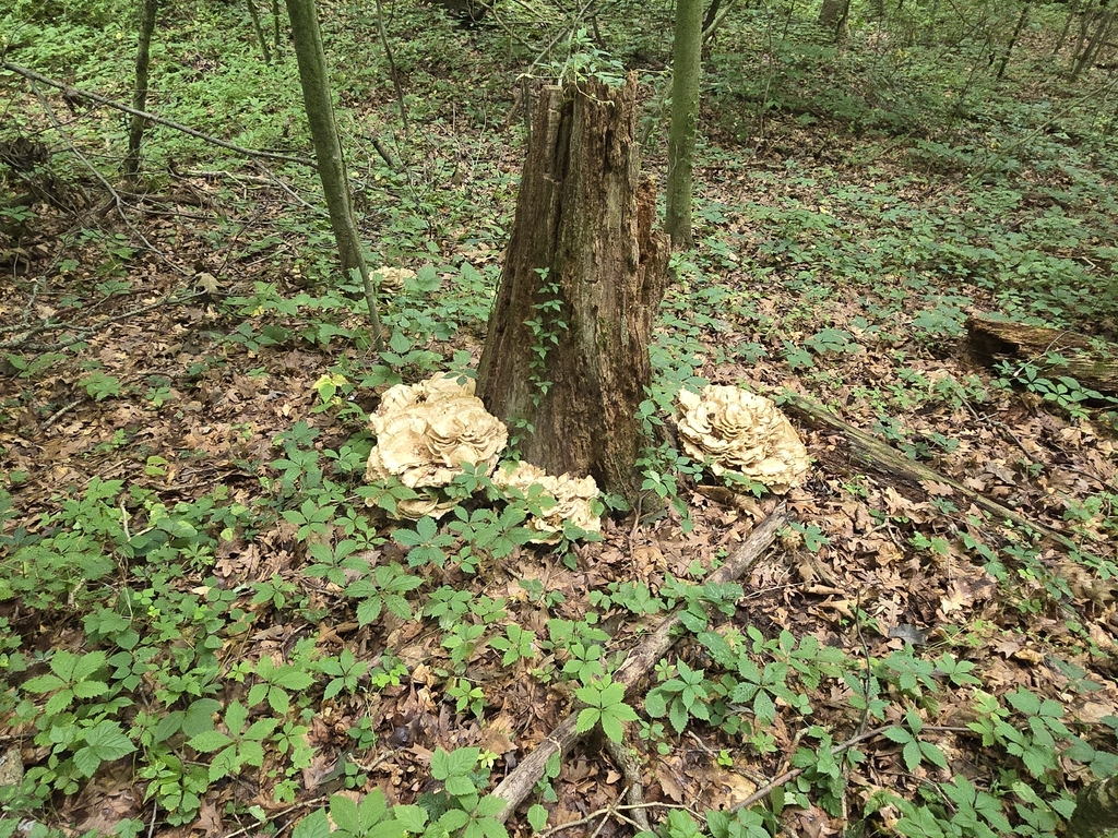 Black-staining Polypore · August 2026 · photo: Photo: no rights reserved · iNaturalist