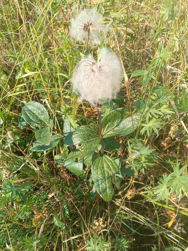 Clematis integrifolia, photograph 5
