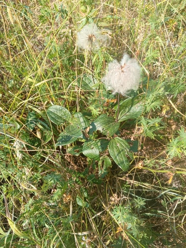 Clematis integrifolia, photograph 6