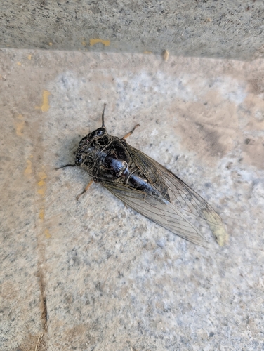 Eastern horse cicada
