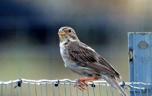 Corn Bunting