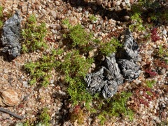 Loeflingia squarrosa