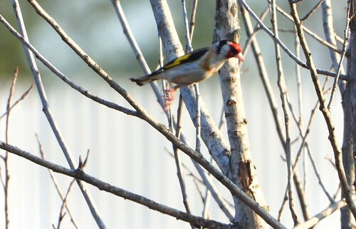 European Goldfinch