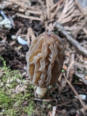 Morchella norvegiensis