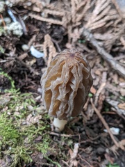 Morchella norvegiensis