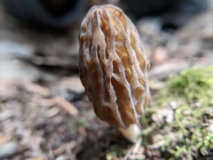 Morchella norvegiensis