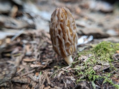 Morchella norvegiensis