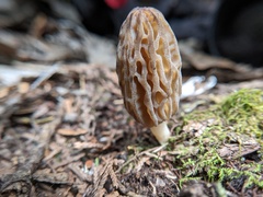 Morchella norvegiensis