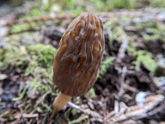 Morchella norvegiensis