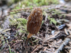 Morchella norvegiensis