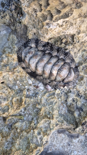 Acanthopleura vaillantii