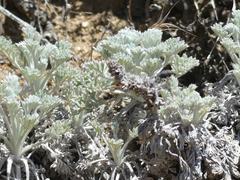 Artemisia pycnocephala, photograph author not stated, no rights reserved