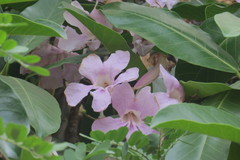 Mansoa alliacea