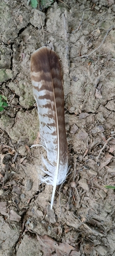 Common Buzzard