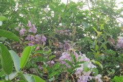 Mansoa alliacea