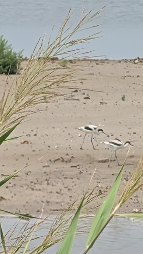 Pied Avocet
