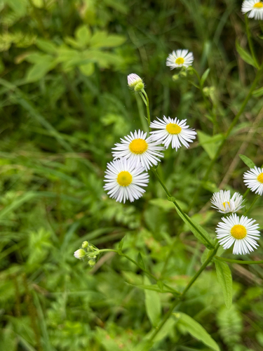 annual fleabane