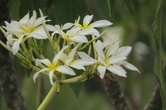 Plumeria rubra