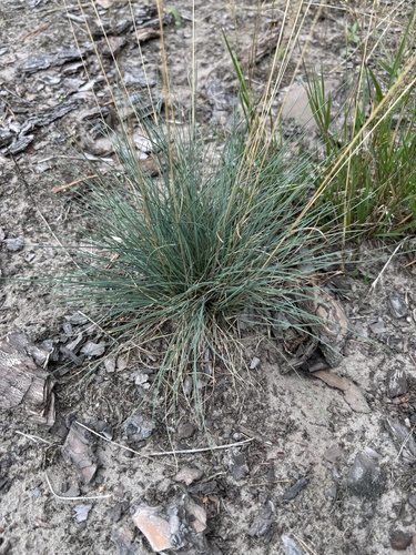 Festuca trachyphylla observed 2026-08-07
