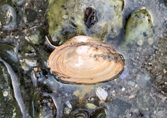 Cryptomya californica