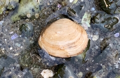 Cryptomya californica