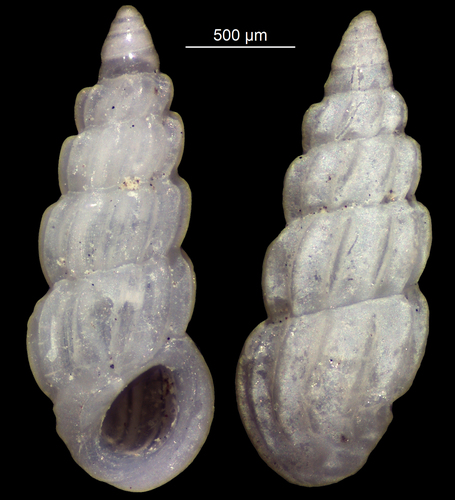 Pandalosia ephamilla observed 2005-12-24