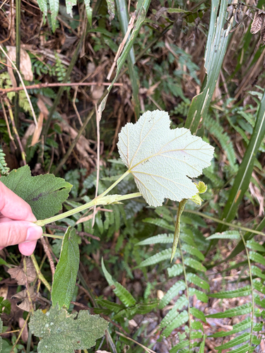 Rubus formosensis, photograph 4