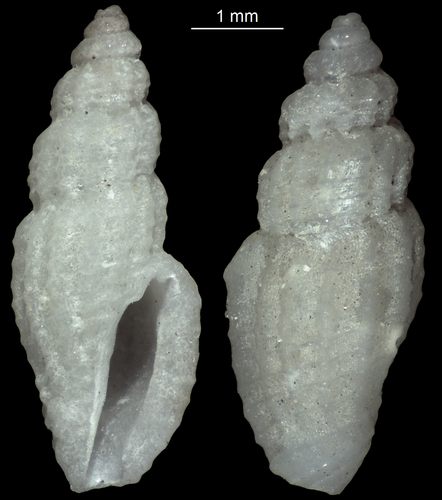 Eucithara, 2005-12-24