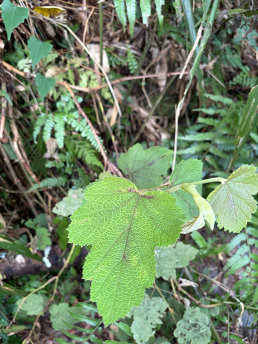 Rubus formosensis, photograph 3