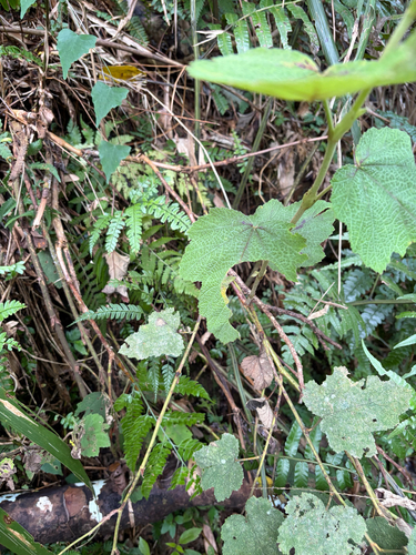 Rubus formosensis, photograph 5