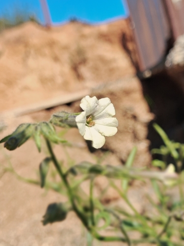 Nicotiana acuminata, photograph 5
